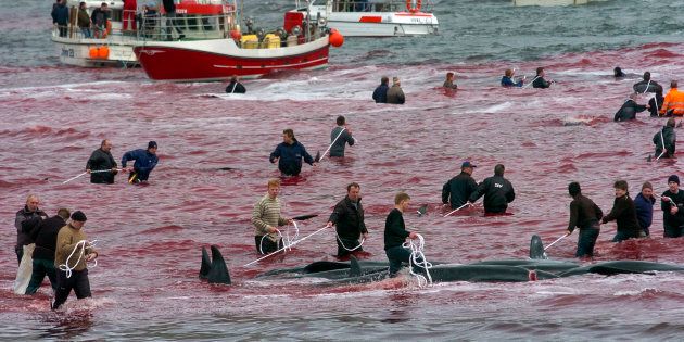 Local residents catch and slaughter whales near the town of Hvalvik, May 23, 2009. More than 180 pilot whales (Globicephala melaena) were killed in the small town of Hvalvik during the traditional whale killing In Faroe Islands. Residents of the Faroe Islands, an autonomous province of Denmark, slaughter and eat pilot whales every year. The Faroese are descendents of Vikings, and pilot whales have been a central part of their diet for more than 1,000 years. They crowd the animals into a bay and kill them. The Faroese aren?t involved in commercial whaling, they don't sell the meat, instead it is divided evenly to the local community. Picture taken May 23, 2009. REUTERS/Andrija Ilic (FAROE ISLANDS ANIMALS ENVIRONMENT)