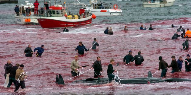 Local residents catch and slaughter whales near the town of Hvalvik, May 23, 2009. More than 180 pilot whales (Globicephala melaena) were killed in the small town of Hvalvik during the traditional whale killing In Faroe Islands. Residents of the Faroe Islands, an autonomous province of Denmark, slaughter and eat pilot whales every year. The Faroese are descendents of Vikings, and pilot whales have been a central part of their diet for more than 1,000 years. They crowd the animals into a bay and kill them. The Faroese aren?t involved in commercial whaling, they don't sell the meat, instead it is divided evenly to the local community. Picture taken May 23, 2009. REUTERS/Andrija Ilic (FAROE ISLANDS ANIMALS ENVIRONMENT)