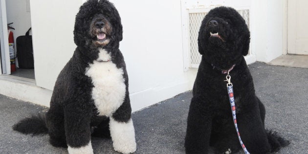 First dogs Bo, left, and Sunny Obama are also moving out of the White House this month.