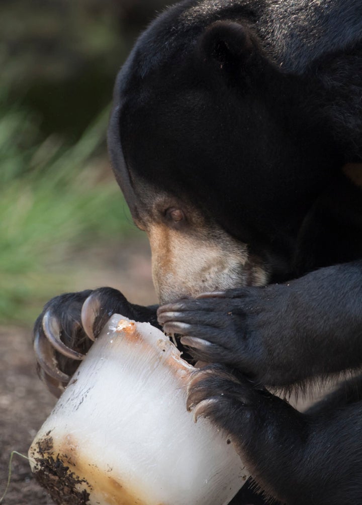 A sun bear eating an ice block treat at Taronga Zoo on January 11, 2017 in Sydney.