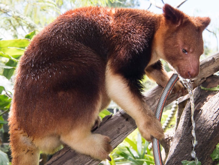 A Goodfellows Tree Kangaroo drinks water from his own personal hose pipe at Taronga Zoo.