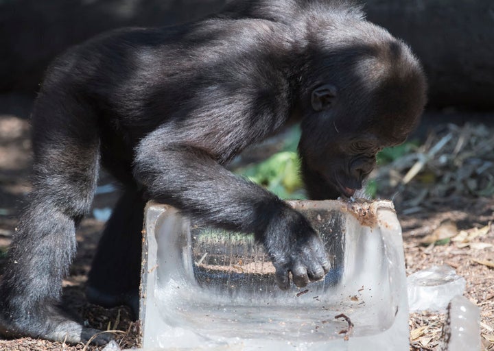 A baby gorilla sampling his ice block treat at Taronga Zoo on January 11, 2017.