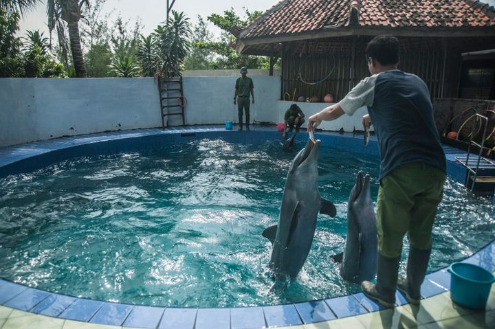 Dolphins, like these ones in Indonesia, can be trained, but it's not enough stimulation for these intelligent, socially complex animals.