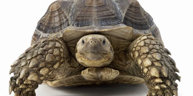 Front View of a Tortoise Against a White Background