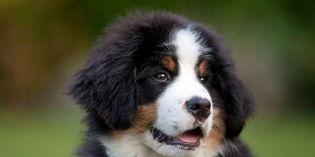 A new study suggests that puppies are more responsive to