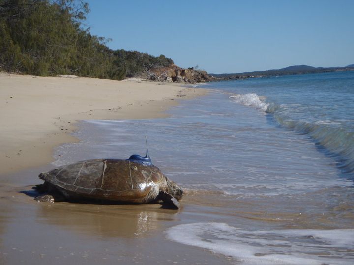 A turtle with a satellite tracker.