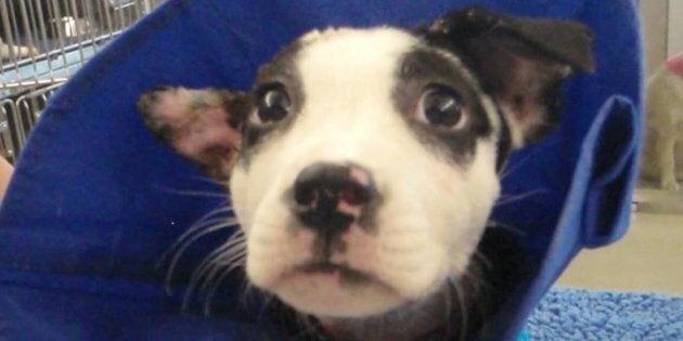 Hex, while undergoing treatment at the Animal Hospital of North Asheville.