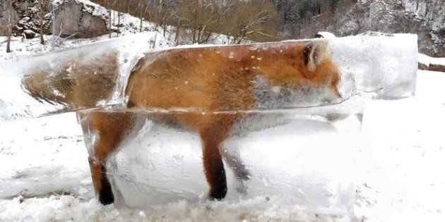 Fox is flash frozen in the Danube in southwestern Germany