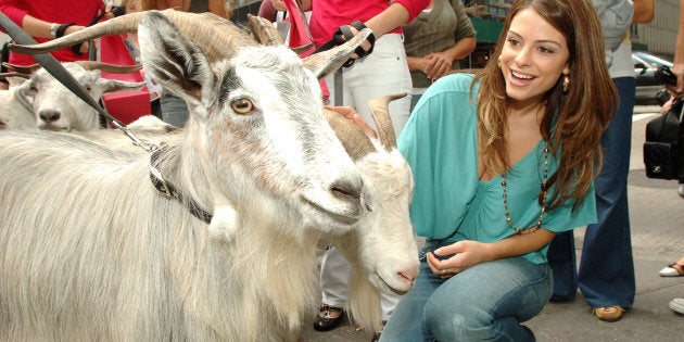 Maria Menounos posing with a cashmere goat, as one does.