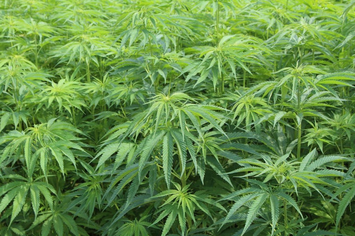 This is a hemp field, but it doesn't grow what you think.