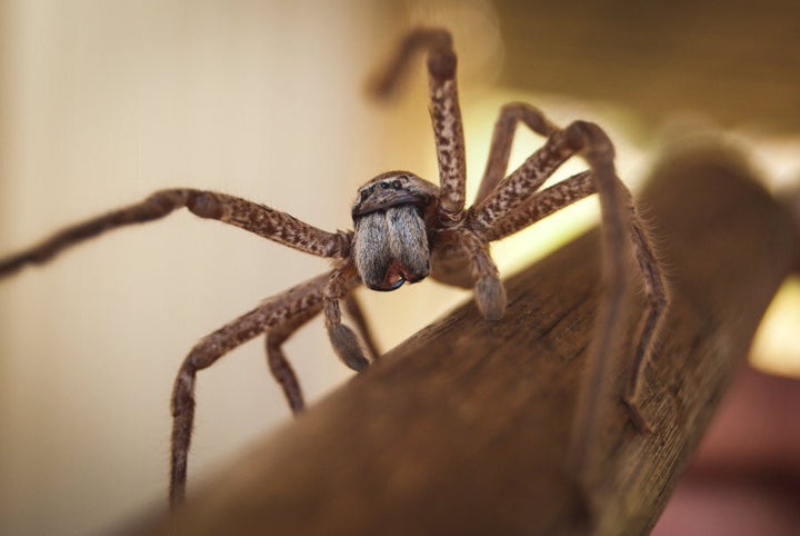 Poor Aussie spiders are unfairly maligned.