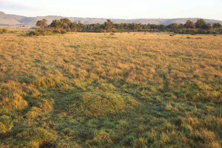 Termite mounds create small humps in Kenya's Masai Mara Reserve.