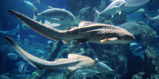 Two zebra sharks swim by at a marine themed park in Hong Kong on October 20, 2010. Results of the first ever global marine life census were unveiled on October 4, revealing a startling overview after a decade-long trawl through the murky depths. The Census of Marine Life estimated there are more than one million species in the oceans, with at least three-quarters of them yet to be discovered. AFP PHOTO / Antony DICKSON (Photo credit should read ANTONY DICKSON/AFP/Getty Images)