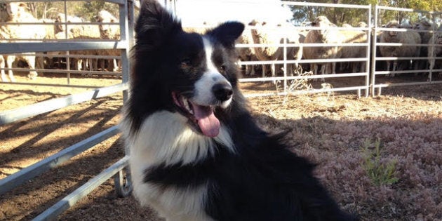 Farm sales border collie