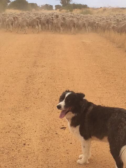 It's early in the morning and Jimmy's getting ready to shift around 400 sheep from one paddock to another. First, he takes time to pose for the camera. Good luck, Jimmy. Go shift those sheep!