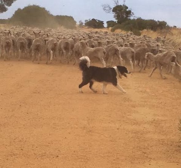 It takes a lot of skill, masterful maneuvering, minimal barking and a lot of running around to shift sheep. But Jimmy has his sheep buddies under control in a matter of minutes. After all, he's been training for this since his puppy days.