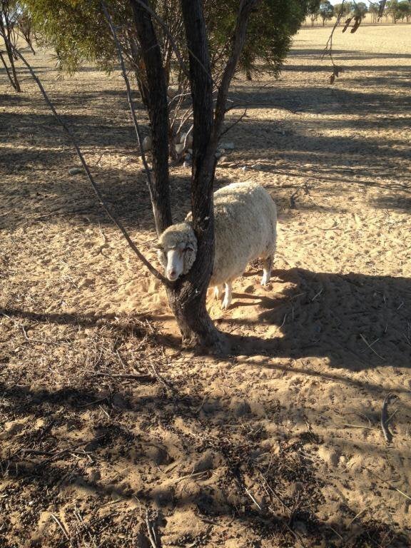 The sheep in the tree, rescued by Jimmy.