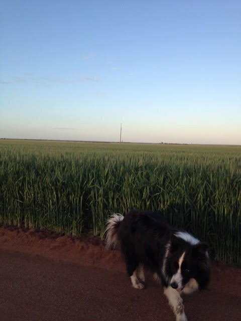 It's time to inspect the wheat crop and make sure there are no rabbits or pesky roos about!