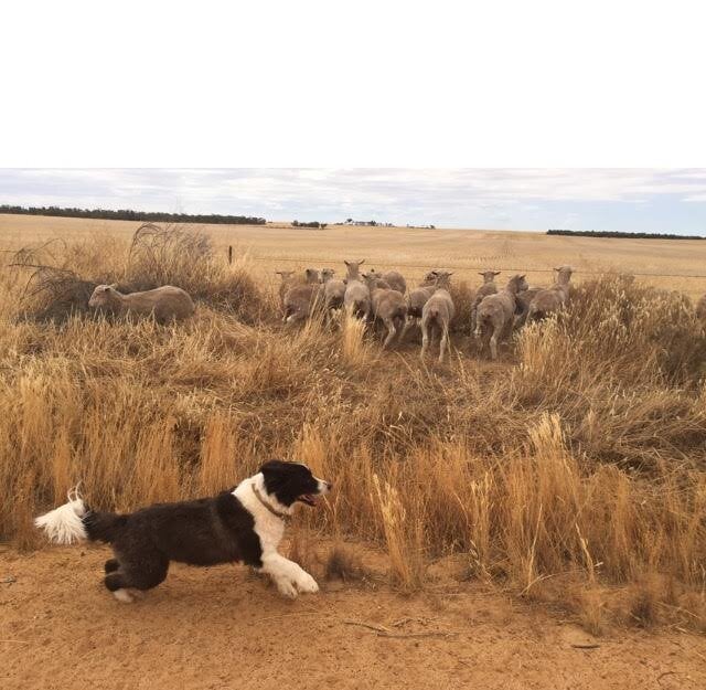 There's a sheep loose in the top paddock!