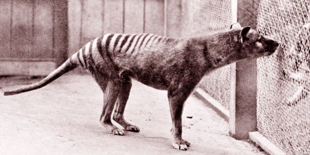 The now-extinct Tasmanian Tiger.
