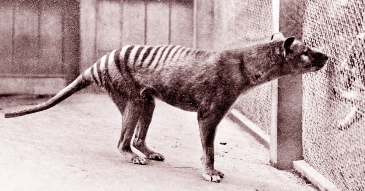 The Tasmanian tiger - an extinct treasure