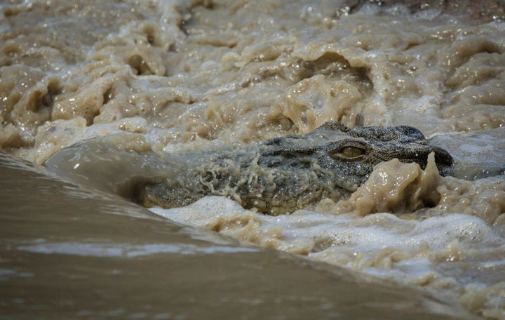 A crocodile waits for fish at Cahills Crossing.