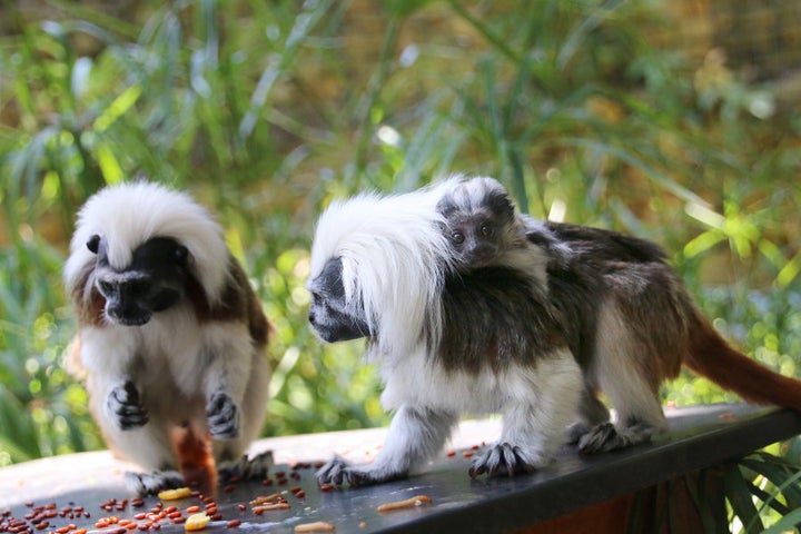 Family feeding time.