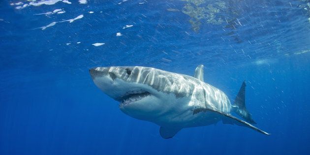 Images have been captured of a young surfer's encounter with a great white shark.