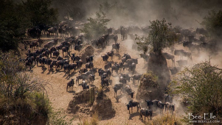 The Wildebeest Migration, declared one of the greatest wildlife shows on the planet, is under threat.