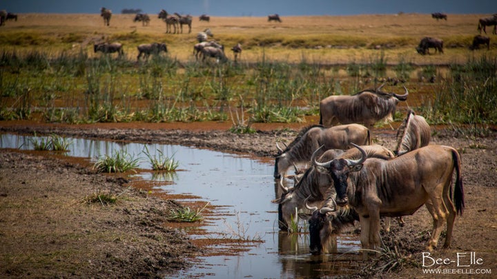 The Mau Forest, which feeds the Mara River, is rapidly shrinking, creating massive threats to the Serengeti ecosystem.