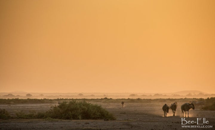 Droughts at the Maasai Mara have ensued due to a lack of rainfall and decreasing water flows from the Mau forest.