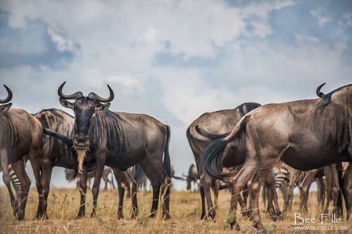 The shrinking state of the forest directly threatens the Serengeti ecosystem and the Great Migration.