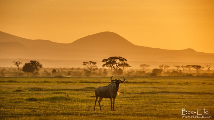 Human expansion and development in the surrounding areas of the Serengeti ecosystem have caused a rapid decline of the wildebeest population.