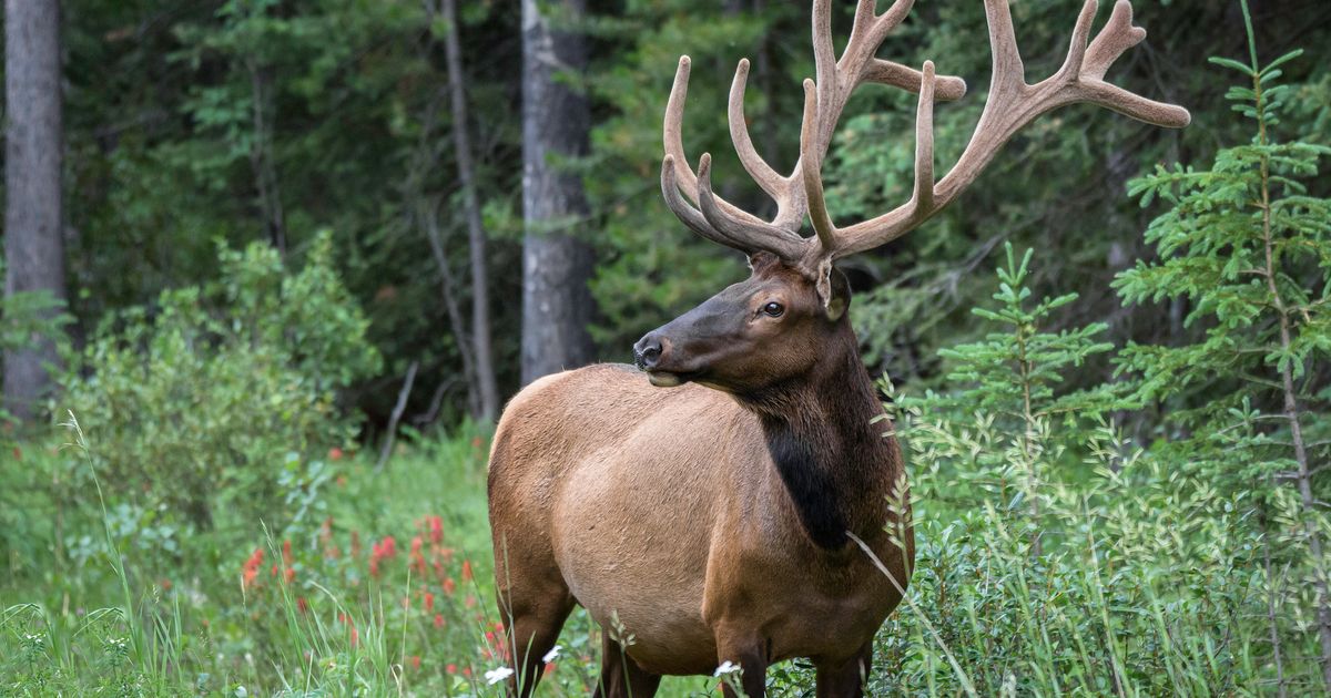 Man Gored In Savage Deer Attack In NSW National Park | HuffPost Australia