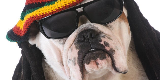 funny dog with dreadlock wig on white background