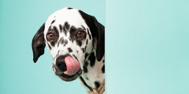 Studio portrait of dog peeking out from behind a wall and linking his nose shot on blue