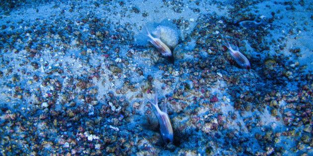 Oceanographers snap first photos of life in the Amazon Reef