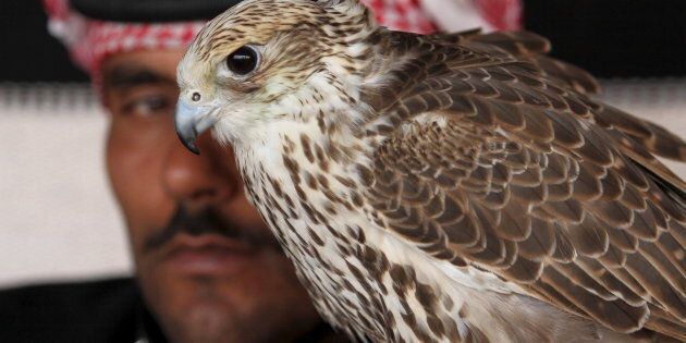 A man sits next to his falcon as he waits to participate in a falcon contest during Qatar International Falcons and Hunting Festival at Sealine desert, Qatar January 29, 2016. The participants at the contest compete for the fastest falcon at attacking its prey. Scores of wealthy Gulf Arabs descend on Iraq to hunt the houbara bustard, a rare desert bird, with trained falcons through the winter months. But the kidnapping of 26 Qataris in December 2015 in the Iraqi desert while hunting, including members of the country's royal family, has highlighted the risks of pursuing the