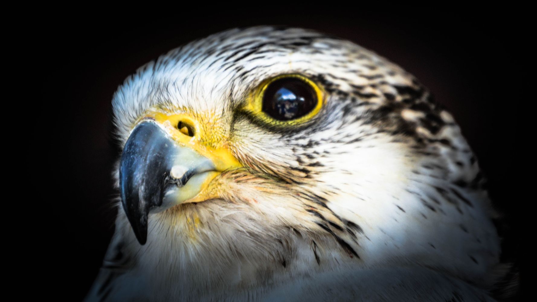 Saudi prince buys seats on a plane to transport his 80 falcons