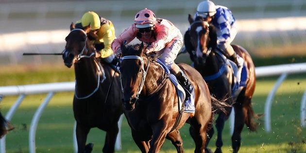 Any excuse to put in a picture of Black Caviar. This was her last career run and win, at Randwick in 2013.