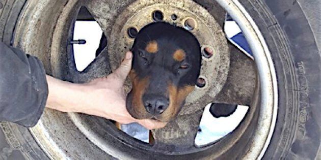 Blaze found himself in a precarious situation after he stuck his head through a tire wheel in Butte, Montana, on Monday afternoon.