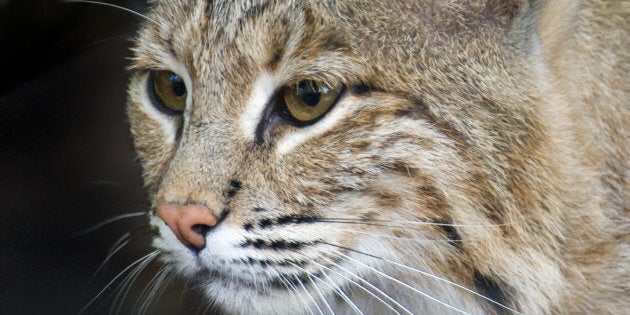 A 25-pound female bobcat named Ollie escaped from the Smithsonian's National Zoo in Washington, D.C., on Monday.