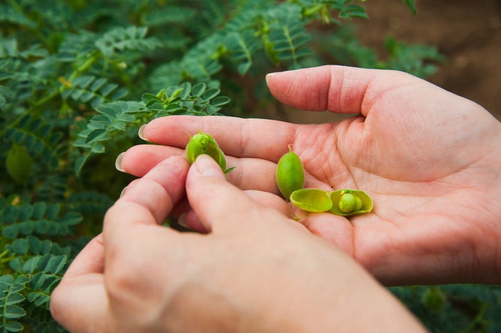 This is how chickpeas grow.