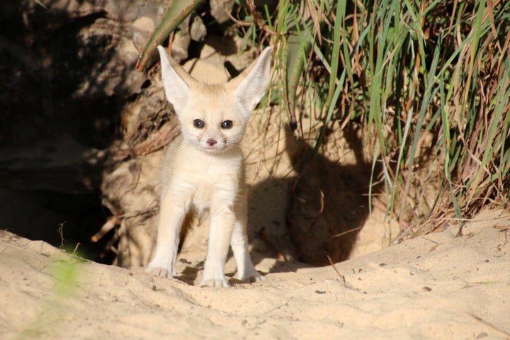 Ears lookin' at you, Kit.