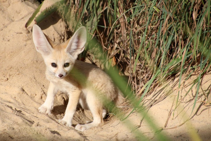 'Paint me like one of your French foxes'.