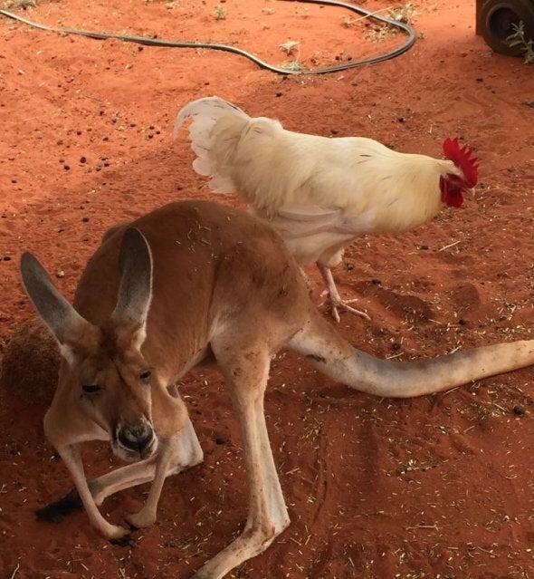 Both the roos and Cluck Norris enjoy a muesli treat every now and then.