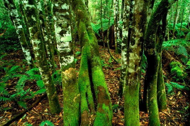 Errinundra National Park Gippsland, Victoria, Australia.