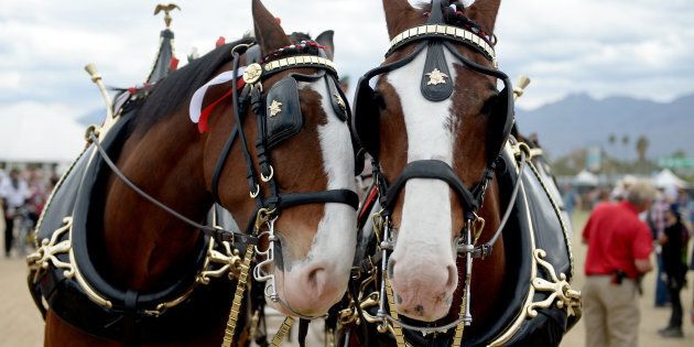 INDIO, CA - APRIL 30: Budweiser Clydesdale horses are seen during 2016 Stagecoach California's Country Music Festival at Empire Polo Club on April 30, 2016 in Indio, California. (Photo by Matt Cowan/Getty Images for Stagecoach)