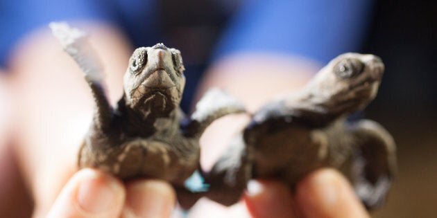 Loggerhead turtles hatch in their thousands at Mon Repos.