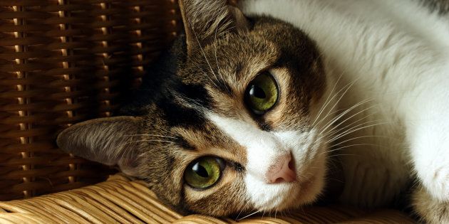 Cats are being infected with a long-forgotten virus.
